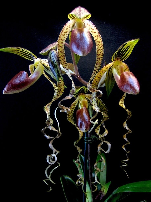 Slipper Orchid Paphiopedilum sanderianum - rare species of orchid endemic to northwestern Borneo renowned for the remarkable length of its petals which can measure over  feet long