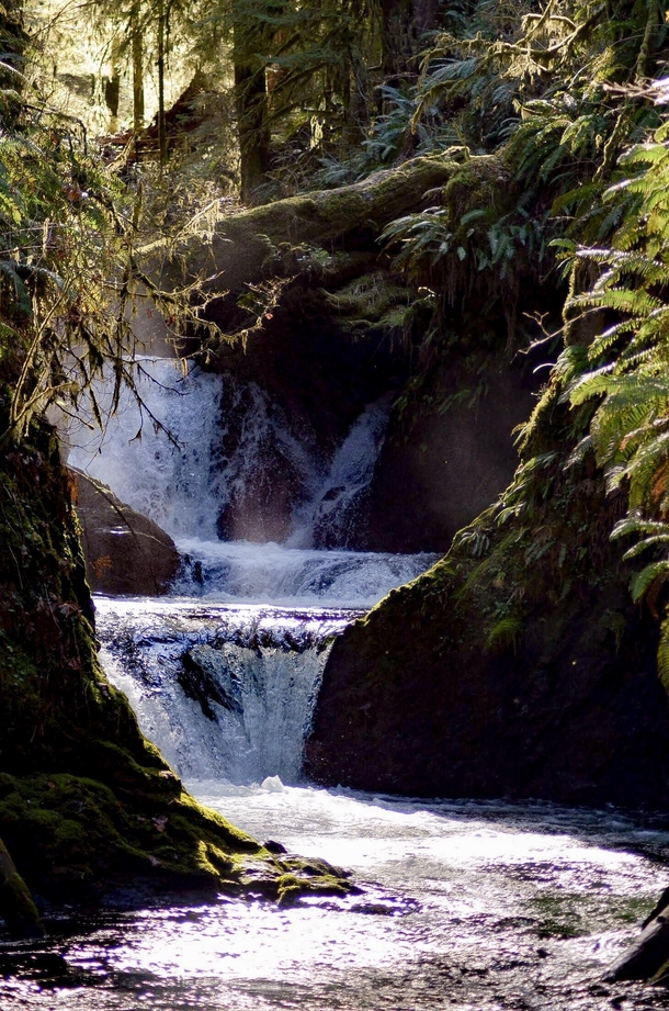 Small waterfall in Quinault WA 