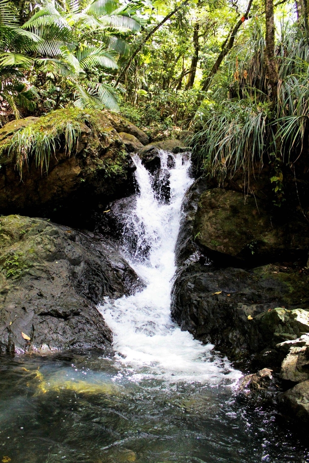 Small waterfall - Rio Espiritu Santo El Yunque National Forest  x 