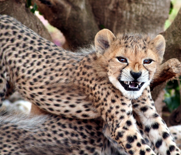 Smile  Cheetah Acinonyx jubatus 
