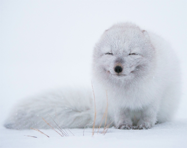 Smiling Arctic Fox 
