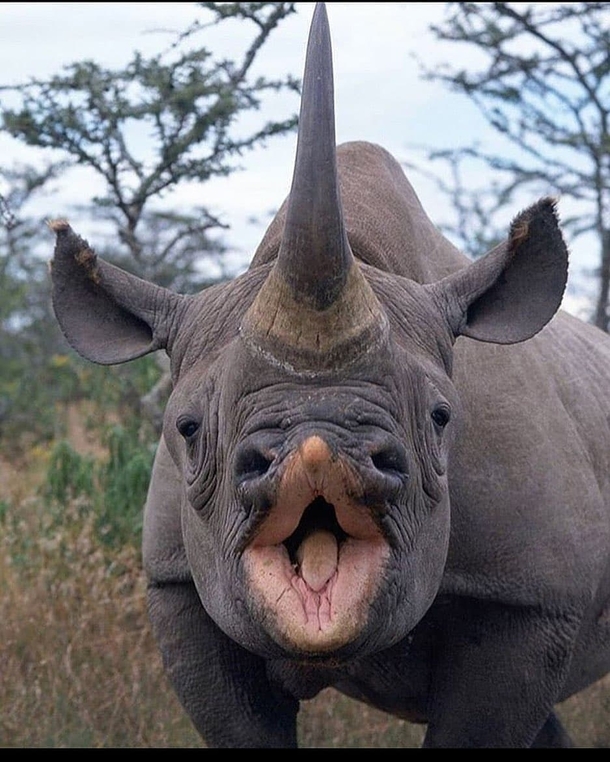 Smiling Rhino of Mara Park Kenya