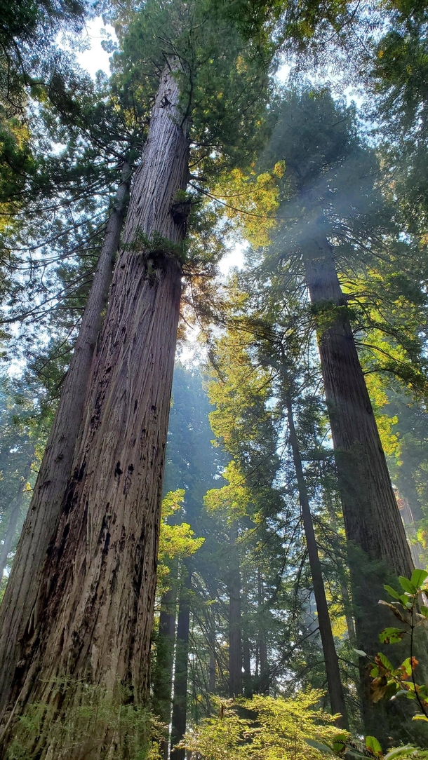 Smoke from the wildfires actually caused some beautiful sun rays in Redwoods NP
