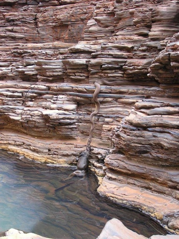Snake on a ledge pulling out a kangaroo from the water below 