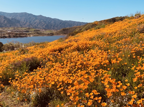 Snapped this pic of the Superbloom In Walker Canyon CA 