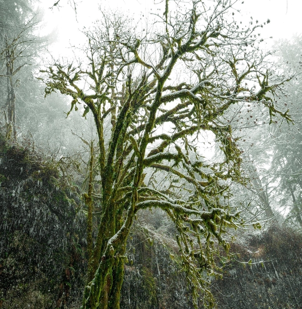 Snow and moss covered tree at Silver Falls State Park Oregon 