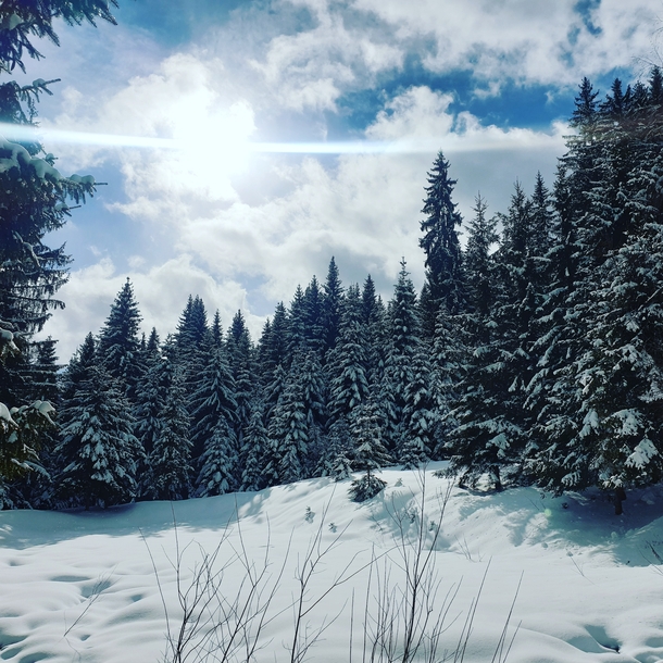 Snow capped firs in Flachau Austria  Resolution x