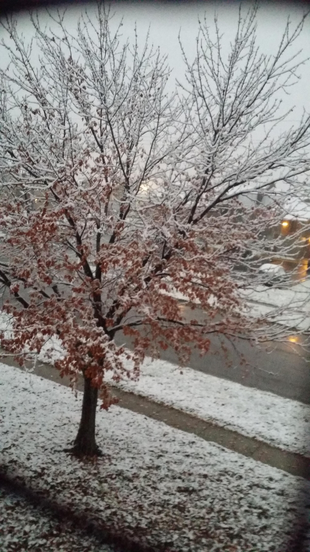 Snow clinging to the branches of a maple tree outside my apartment