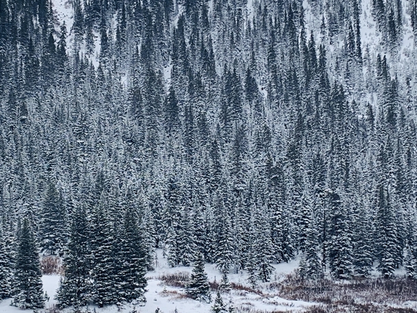 Snow Covered Forest Aspen OC