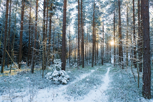 Snow covered forest outside of Norrkping Sweden 