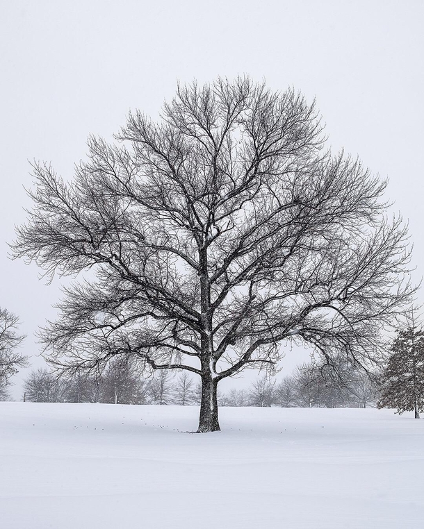 Snow Covered Tree - Winter Wonderland - Maryland 