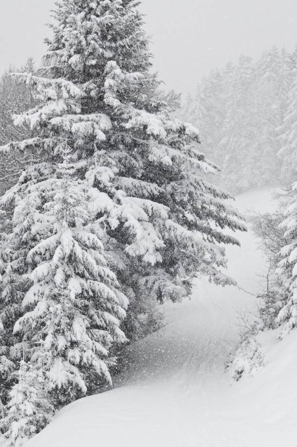 Snow-Covered Trees in Tyrol Austria 