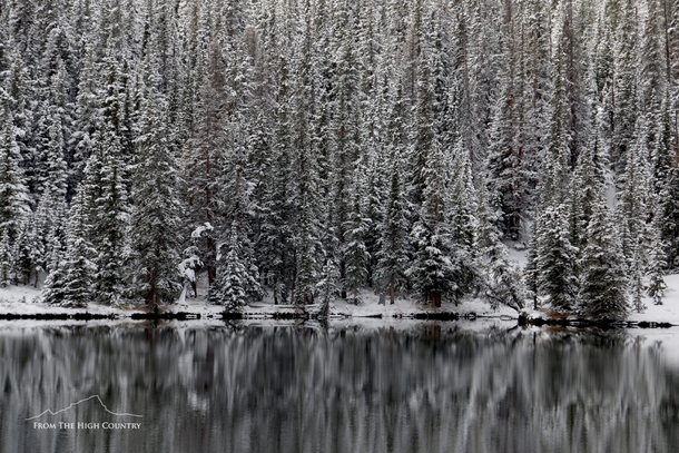 Snow covered trees reflected in a high  ft mountain lake Colorado 