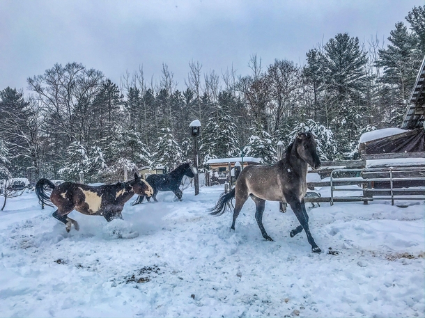 Snow day shenanigans on the farm