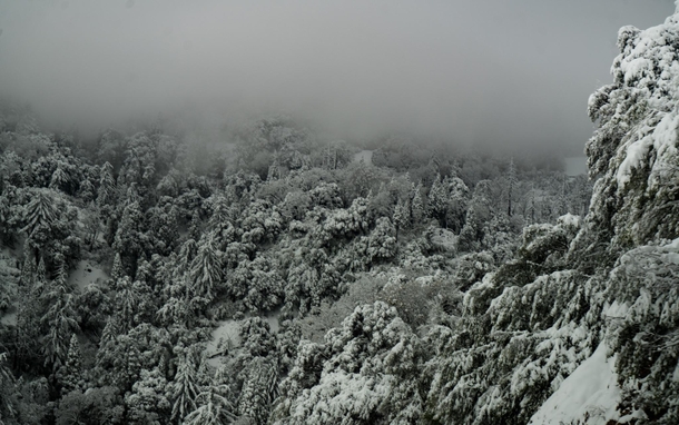 Snow Fog and Forest in Lake Arrowhead California  IG GiorgioSuighi