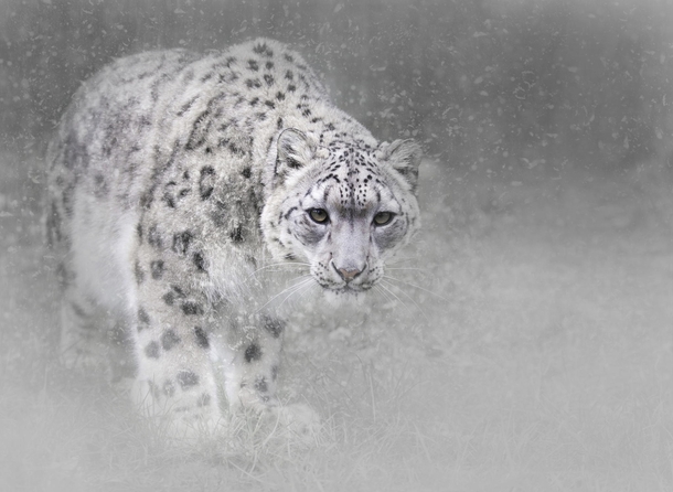 Snow Leopard Panthera uncia at the Wildlife Heritage Foundation in Kent  photo by Sue Demetriou