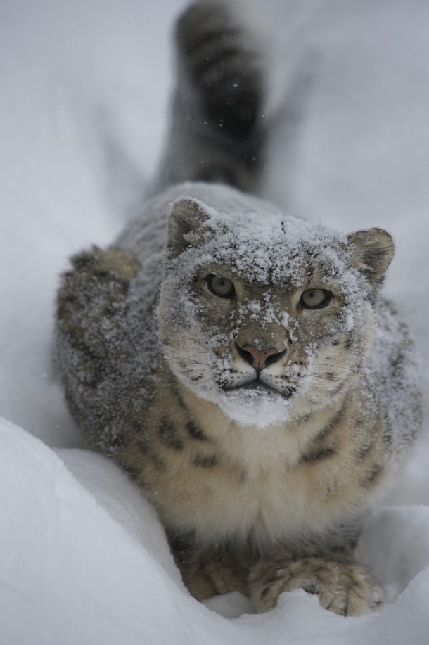 Snow leopard Uncia uncia 