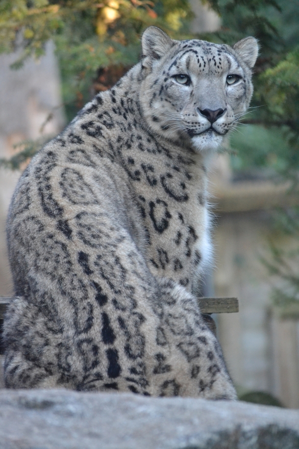 Snow Leopard Uncia uncia 