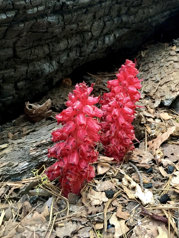 Snow Plant Sarcodes as guinea This protected edible plant I found in the shade of a fallen lighting charred redwood in Yosemite Snow plant is an herbaceous perennial wildflower with a limited geographic distribution in California Nevada and Oregon It is u