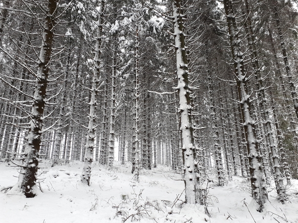 snow sideways in german forest 