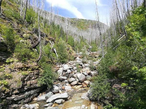 Snowmelt flowing towards a stream Glacier National Park  x