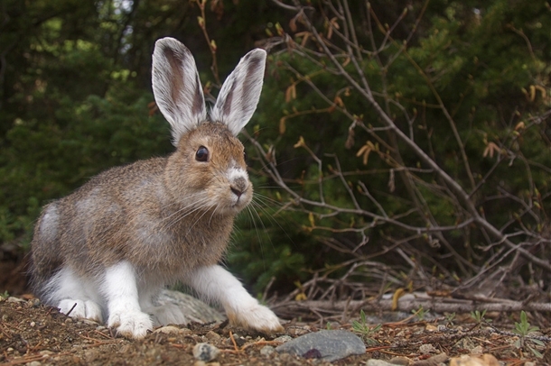 Snowshoe Hare Photographer Tom Reichner 