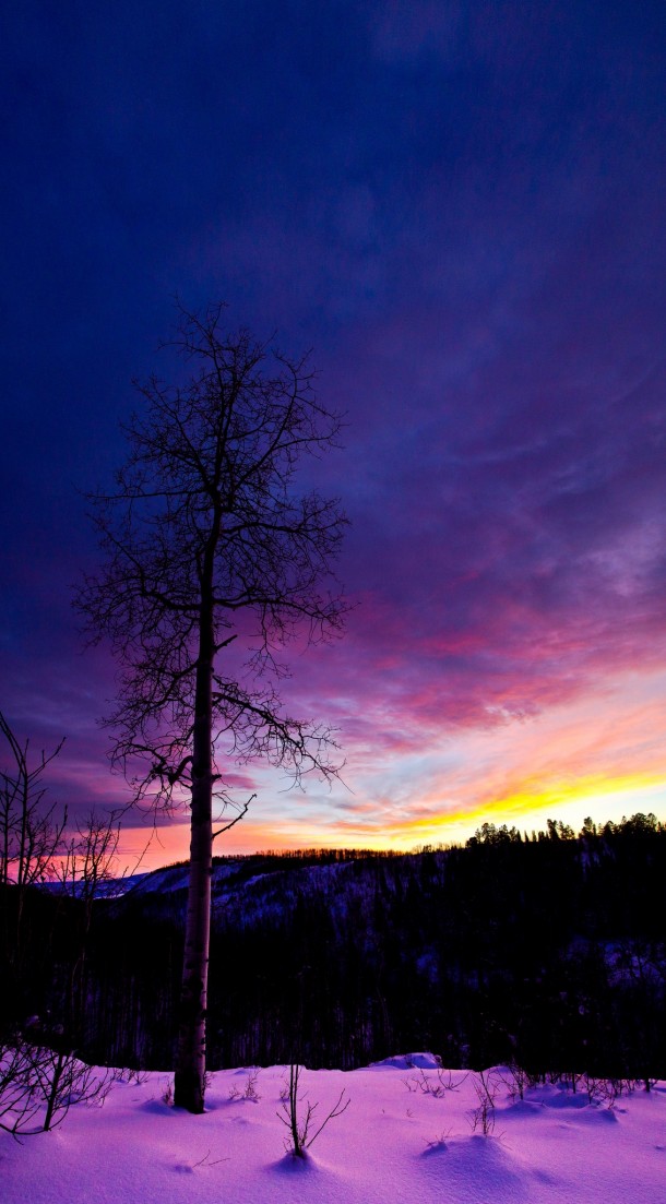 Snowy Aspen Tree Sunset 