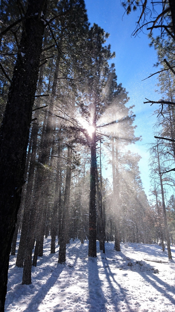 Snowy Forest in Flagstaff AZ 