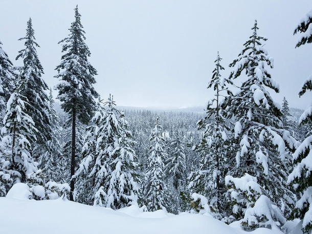 Snowy Forest in the Cascade Range OR