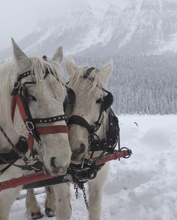 Snowy Horse and Carriage