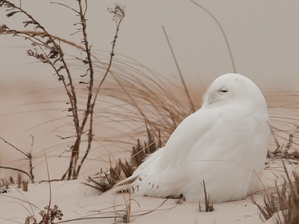 Snowy Owl Long Island 