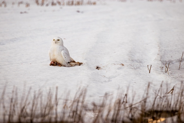 Snowy Owl   Rabbit  - Peterborough County - March 