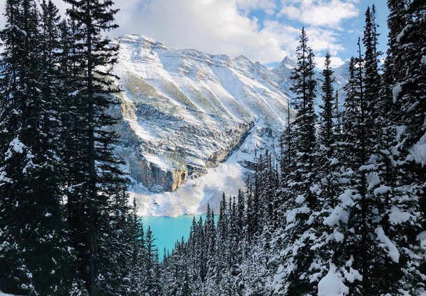 Snowy pines of the Canadian Rockies above Lake Louise 