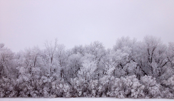 Snowy trees in ND 