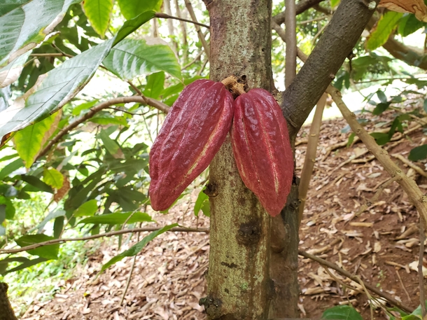 So I live in hawaii and am new to all the fruiting species here My question what type of cocoa is this what is the best way to germinate it and how do I tell when its okay to harvest Thanks