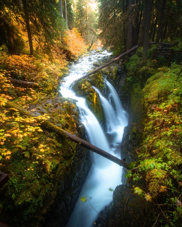 Sol-Duc with fall colors - Olympic National Park WA OC  IG explore_with_tristan