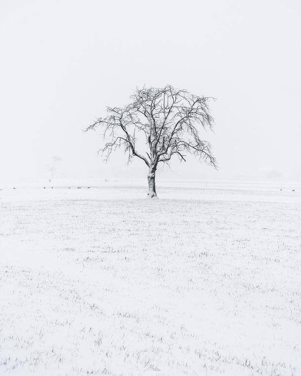 Solitude  I find myself driving past this lone tree everyday on my way to work here in Interlaken Switzerland hardly paying any attention to it It was not until a recent snow storm here that I noticed the beauty and photographic potential of this tree Ins