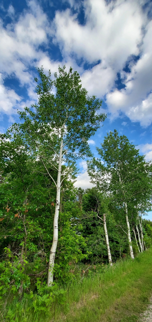 Some birch trees on a walk in Northern Michigan 