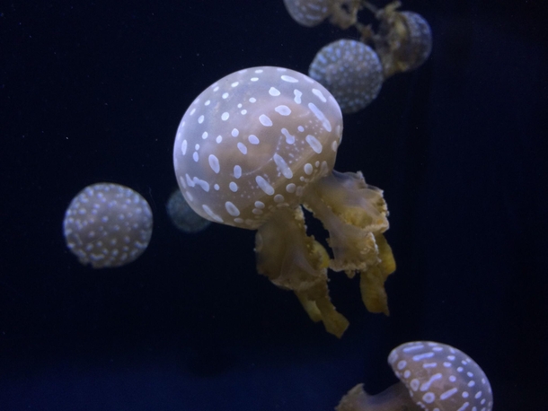 Some jellyfish Seattle Aquarium Seattle  OC