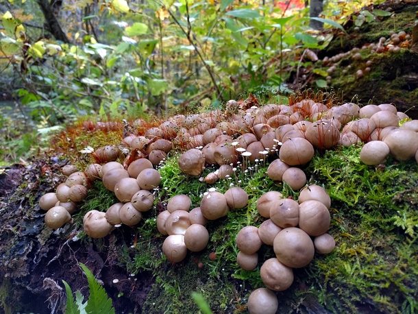 Some mushrooms 