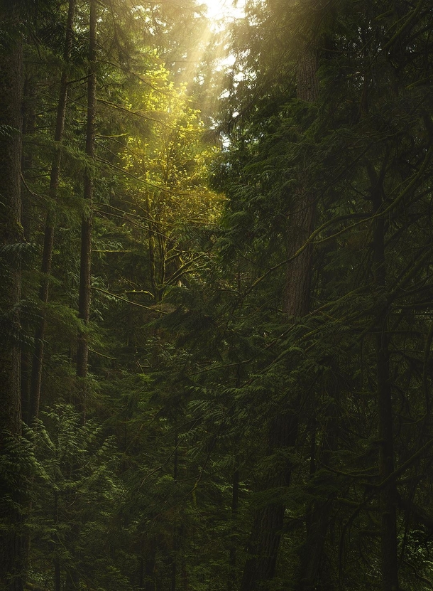 Some nice light in the forest Cypress Falls BC  tristantodd