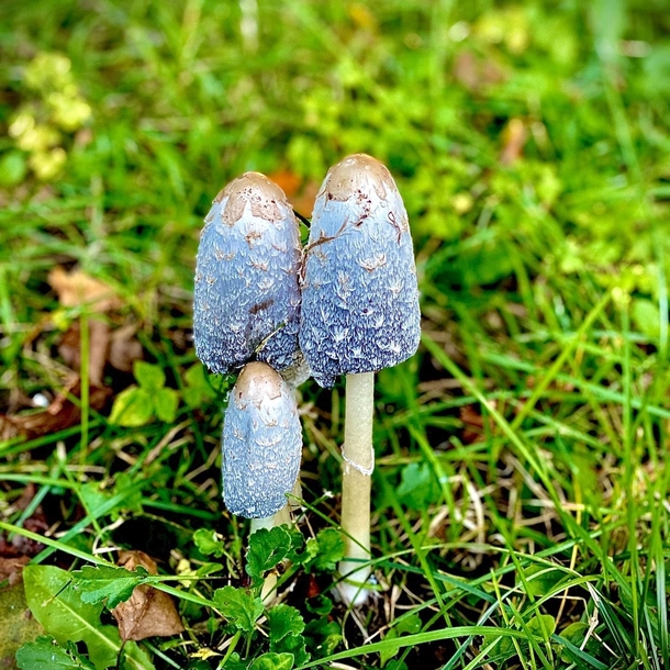 Some pretty little mushrooms I found on a walk