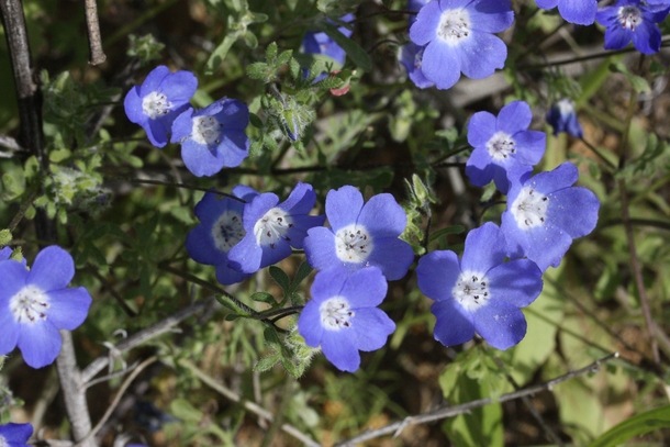 Some small blue flowers in Walker Canyon CA 