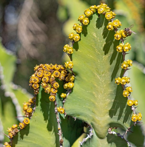 Some type of Euphorbia sp coerulescens at the Desert Botanical Garden OC