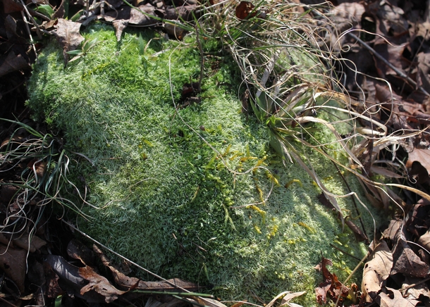 Some uncommon Arkansas moss 