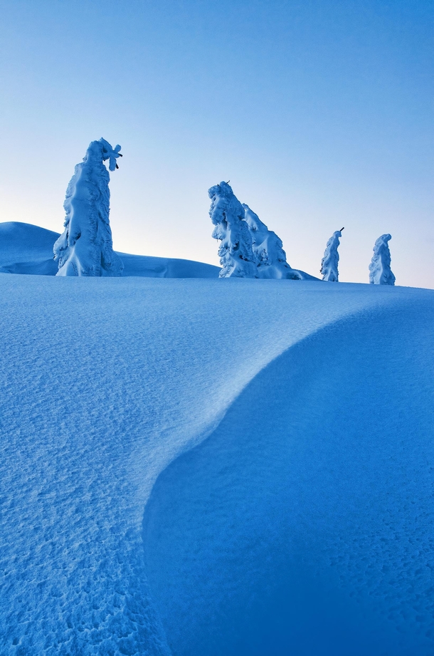 Some very cold snowmen in blue hour I love trees that look like trolls Kongsberg Norway 