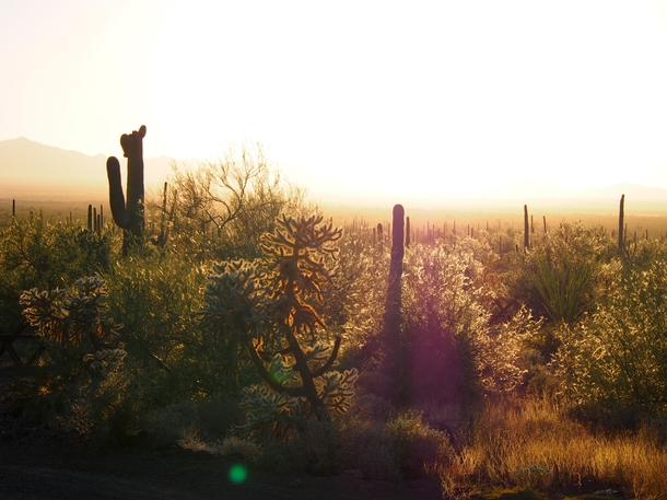 Sonoran Desert near Lukeville AZ 