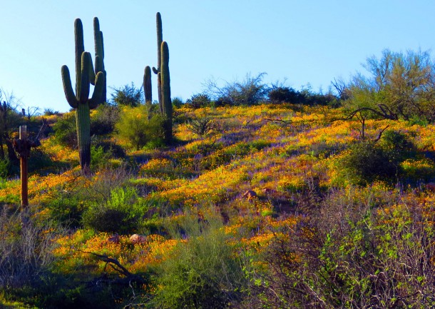 Sonoran Desert Spring Wildflowers ans Saguaro Cacti - Photorator