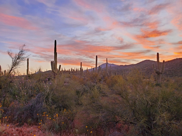 Sonoran Desert Sunrise 