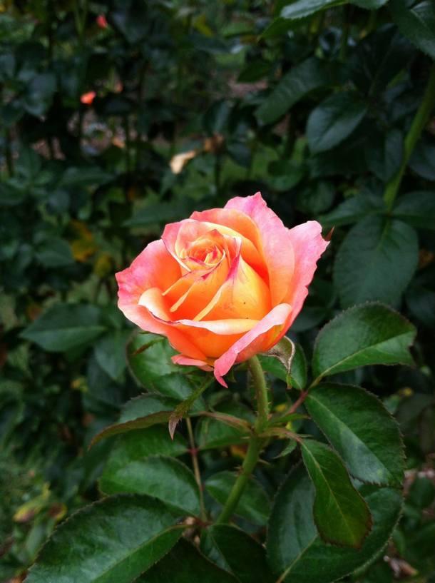 Sorbet-coloured rose - Photorator